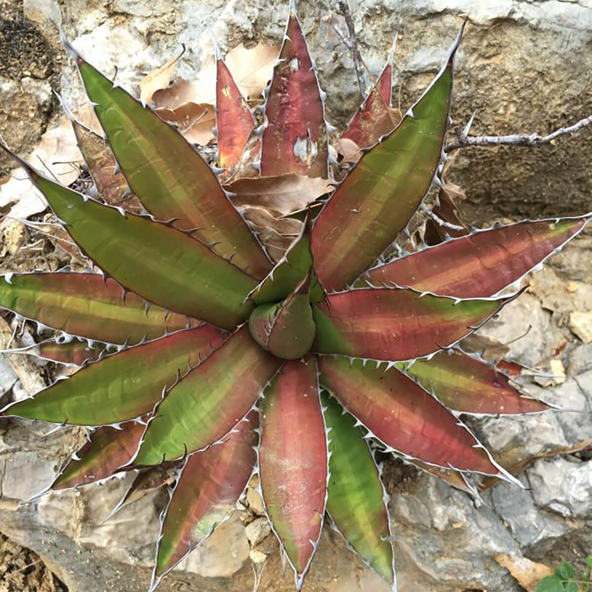 Maguey jabalí estresado