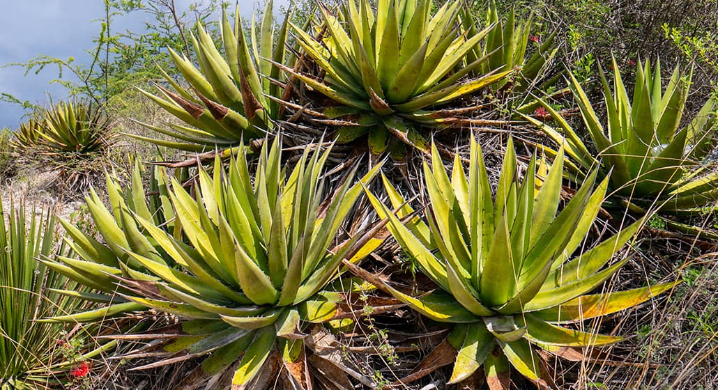 Maguey jabalí silvestre