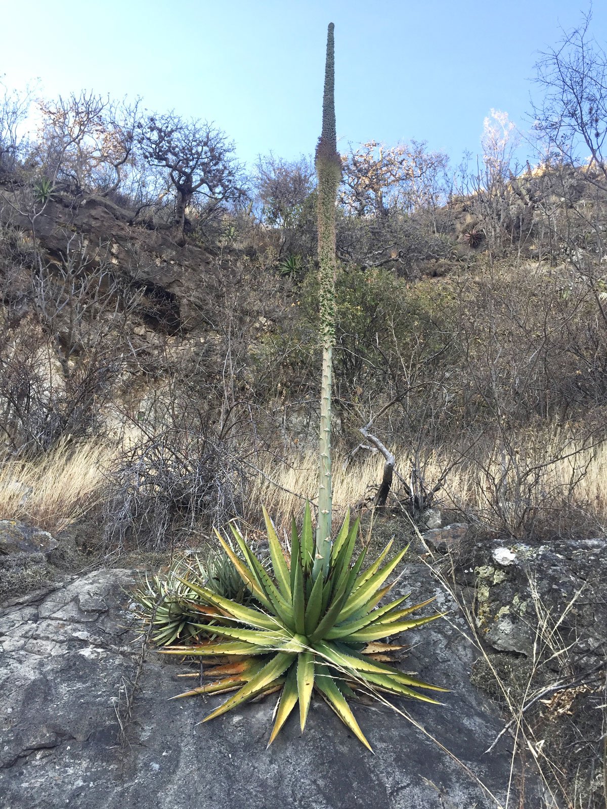 Inflorescencia de maguey jabalí